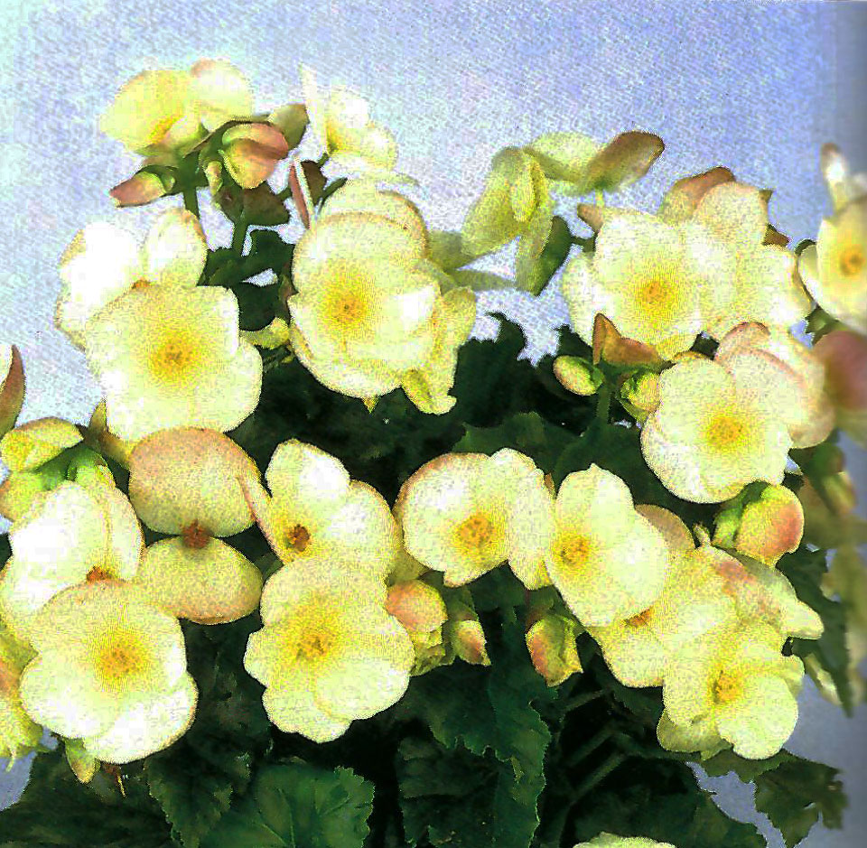 B. ‘Schwabenland Rose’